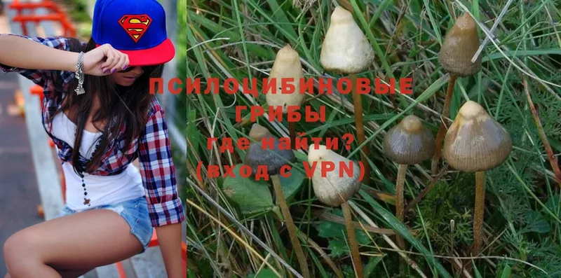 Псилоцибиновые грибы Magic Shrooms  Шимановск 